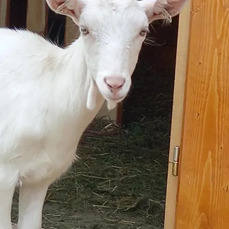 Апартаменты U Bernaku Абертами