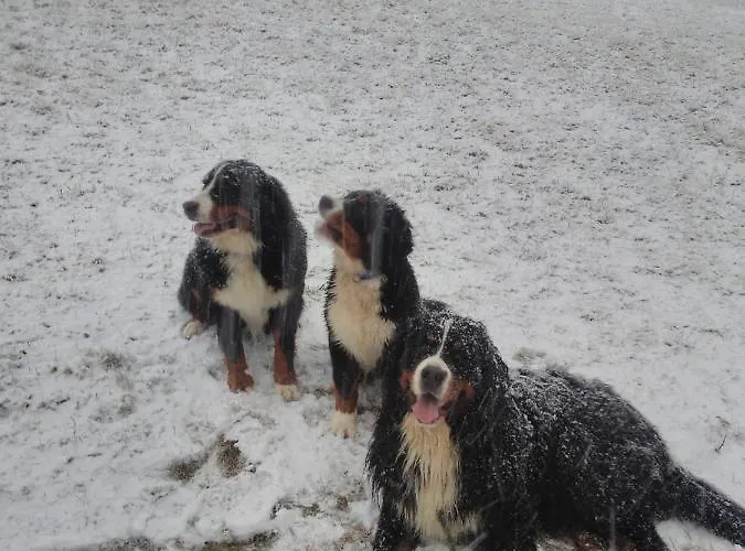 Lägenhet U Bernaku Abertamy