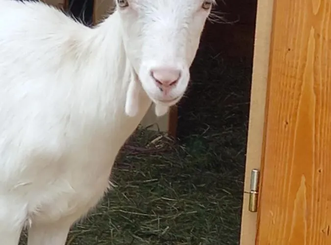 Lägenhet U Bernaku Abertamy