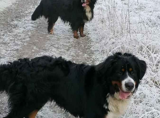 Lägenhet U Bernaku Abertamy